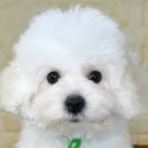 ビションフリーゼ