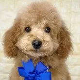 トイプードル(トイ)