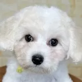 ビションフリーゼ