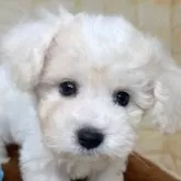 ビションフリーゼ