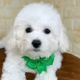 ビションフリーゼ