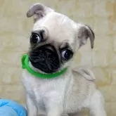 パグ