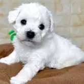 ビションフリーゼ【岐阜県・男の子・2025年3月19日・ホワイト】の写真2