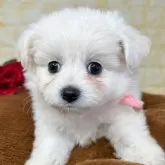 ミックス(ポメラニアン×ビションフリーゼ)【岐阜県・女の子・2025年10月2日・ホワイト&クリーム】の写真2