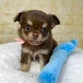 チワワ(ロング)【岐阜県・女の子・2025年9月22日・チョコ&タン】の写真2