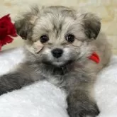 ミックス(ポメラニアン×ビションフリーゼ)【岐阜県・女の子・2025年10月2日・フォーン】の写真2