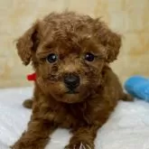 タイニープードル【岐阜県・女の子・2024年10月23日・レッド】の写真2