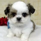 ミックス(チワワ×シーズー)【岐阜県・男の子・2025年10月6日・ホワイト&レッド】の写真2