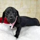 ミニチュアダックスフンド(ロング)【岐阜県・女の子・2025年10月10日・ブラックソリッド】の写真2