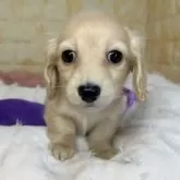 ミニチュアダックスフンド(ロング)【岐阜県・女の子・2024年12月12日・イエロー】の写真3