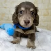 カニンヘンダックスフンド(ロング)【岐阜県・男の子・2025年6月12日・チョコ&イエロー】の写真3