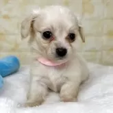 チワックス(チワワ×ダックスフンド)【岐阜県・女の子・2025年9月26日・クリーム】の写真5