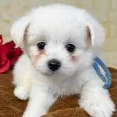 ミックス(ポメラニアン×ビションフリーゼ)【岐阜県・男の子・2025年10月2日・ホワイト&クリーム】の写真3