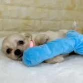 チワックス(チワワ×ダックスフンド)【岐阜県・女の子・2025年9月26日・クリーム】の写真6