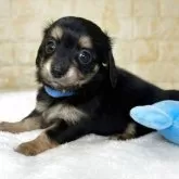 チワックス(チワワ×ダックスフンド)【岐阜県・男の子・2025年9月26日・ブラック&タン】の写真6