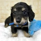 ミニチュアダックスフンド(ロング)【岐阜県・男の子・2025年9月20日・ブラック&イエロー】の写真7