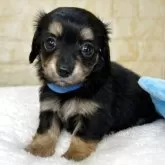 チワックス(チワワ×ダックスフンド)【岐阜県・男の子・2025年9月26日・ブラック&タン】の写真7