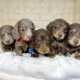 カニンヘンダックスフンド(ロング)【岐阜県・男の子・2025年3月9日・チョコ&タン】の写真5