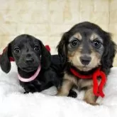 ミニチュアダックスフンド(ロング)【岐阜県・女の子・2025年10月10日・ブラックソリッド】の写真5