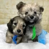 カニンヘンダックスフンド(ロング)【岐阜県・男の子・2025年9月30日・シェーデッドイエロー】の写真5「ひとりっ子同士、離乳してからの相棒です👬」