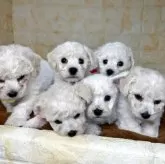 ビションフリーゼ【岐阜県・男の子・2025年3月19日・ホワイト】の写真5