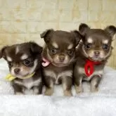 チワワ(ロング)【岐阜県・女の子・2025年9月22日・チョコ&タン】の写真5