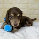 カニンヘンダックスフンド(ロング)【岐阜県・男の子・2025年6月12日・チョコ&イエロー】の写真5