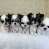 ミックス(チワワ×シーズー)【岐阜県・男の子・2025年10月6日・ホワイト&レッド】の写真6