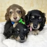 ミニチュアダックスフンド(ロング)【岐阜県・男の子・2025年8月11日・ブラック&イエロー】の写真4