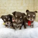 チワワ(ロング)【岐阜県・女の子・2025年9月22日・チョコ&タン】の写真6