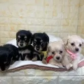 チワックス(チワワ×ダックスフンド)【岐阜県・女の子・2025年9月26日・クリーム】の写真8