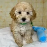 トイプードル(トイ)【岐阜県・男の子・2025年8月6日・アプリコット】の写真6