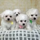 ビションフリーゼ【岐阜県・男の子・2026年1月25日・ホワイト】の写真7