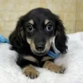 ミニチュアダックスフンド(ロング)【岐阜県・男の子・2025年8月11日・ブラック&イエロー】の写真6