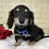 ミニチュアダックスフンド(ロング)【岐阜県・男の子・2025年9月20日・ブラック&イエロー】の写真3