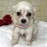 チワックス(チワワ×ダックスフンド)【岐阜県・女の子・2025年9月26日・クリーム】の写真2