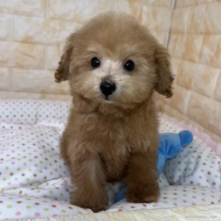 ID：2404-01939の子犬