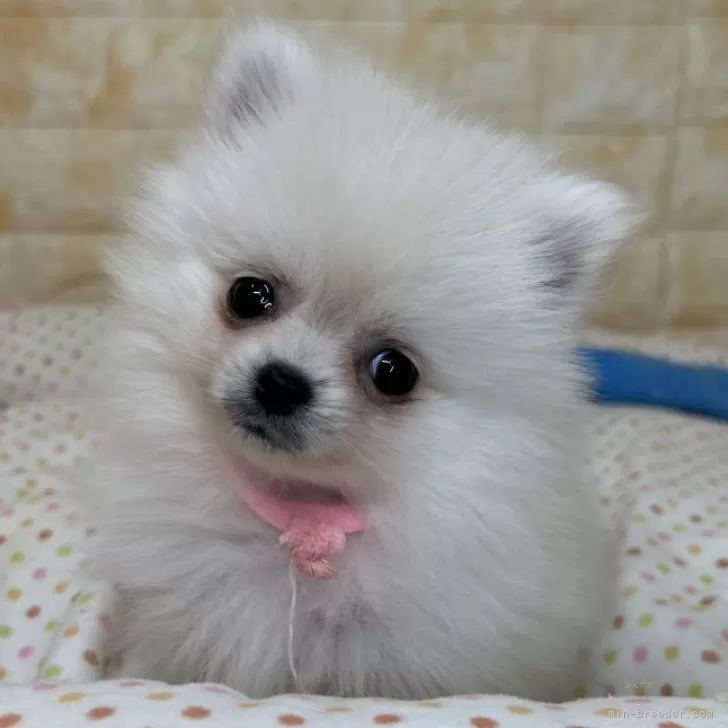 ID:2405-02179の子犬