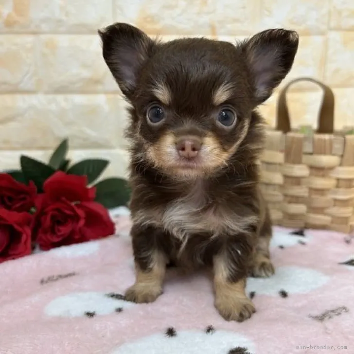 ID:2308-05194の子犬