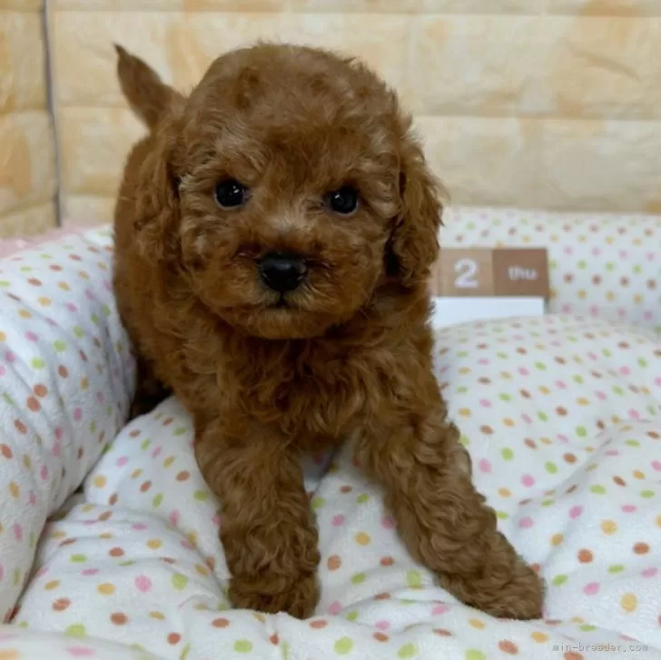 ID:2407-02450の子犬