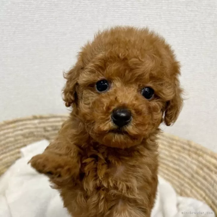 ymn 様のお迎えした子犬