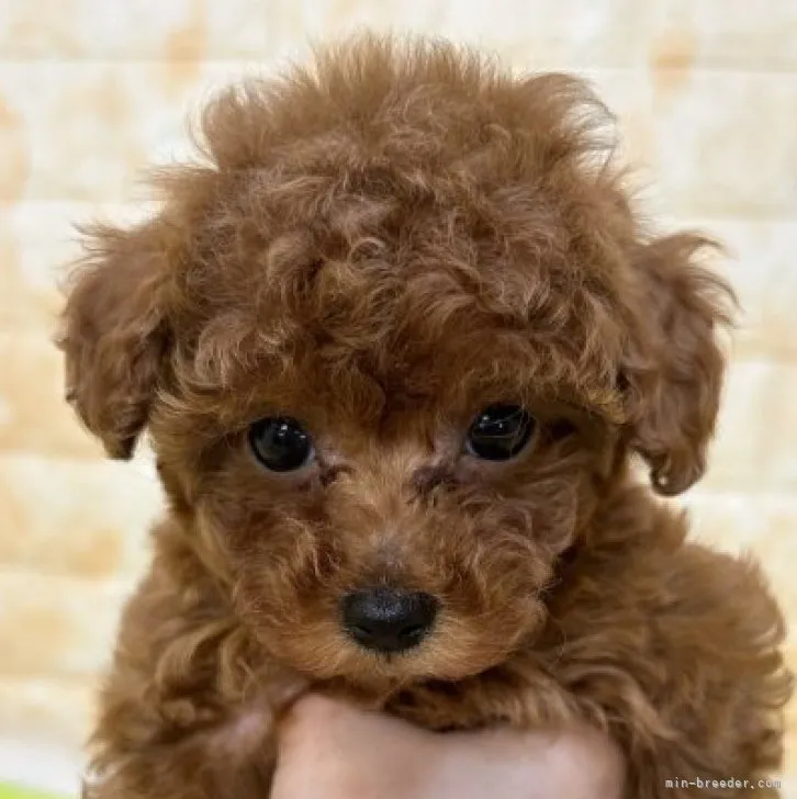 ユーキ 様のお迎えした子犬