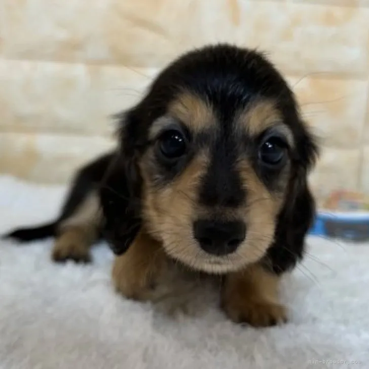 ID:2305-02512の子犬