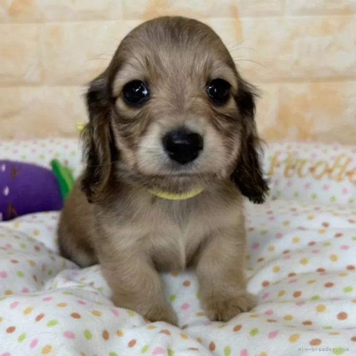 わい 様のお迎えした子犬