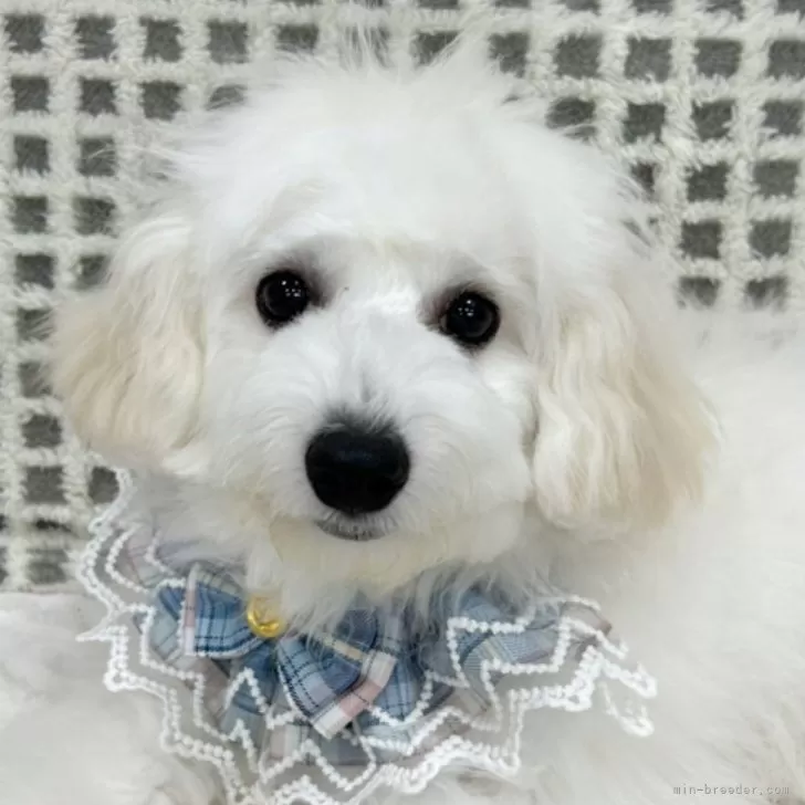ID:2404-00842の子犬