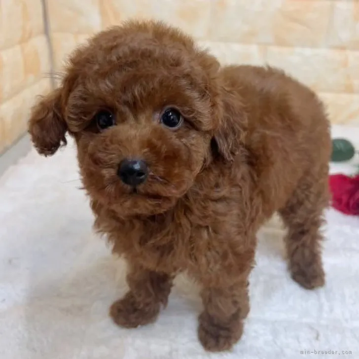 ID:2306-04150の子犬