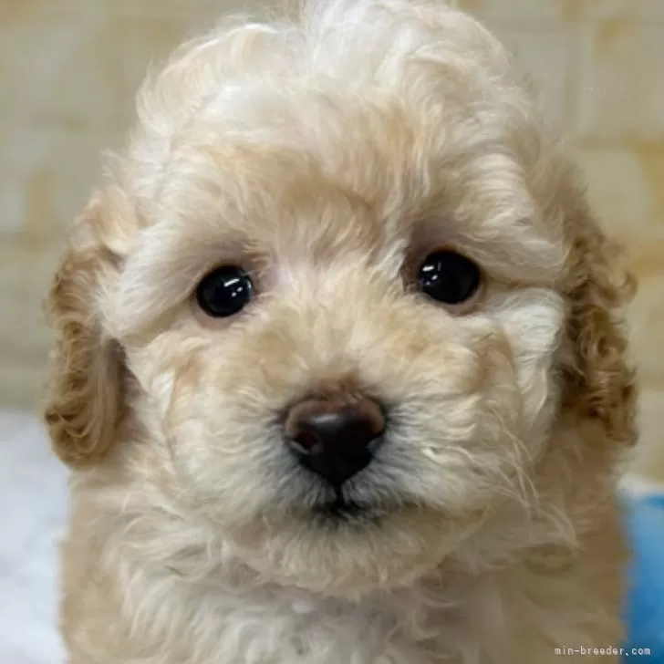 ID:2410-03625の子犬