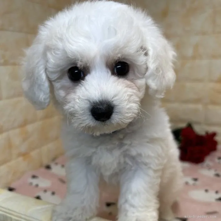 ID:2309-00370の子犬