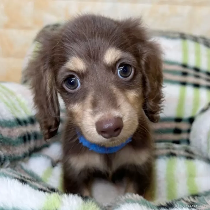 ID:2408-02096の子犬