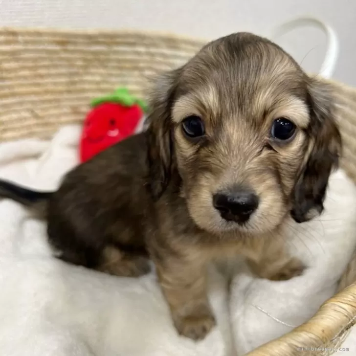 ID:2401-02689の子犬
